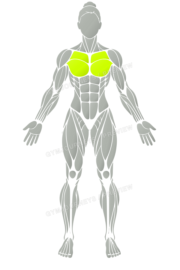 Women’s muscle map