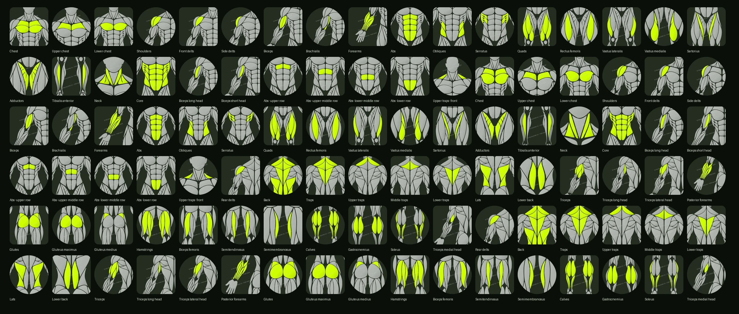All 102 muscle highlights for men and women, showing front and back regions in alternating square and circular thumbnail rows
