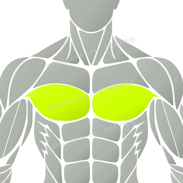 Lower chest highlighted