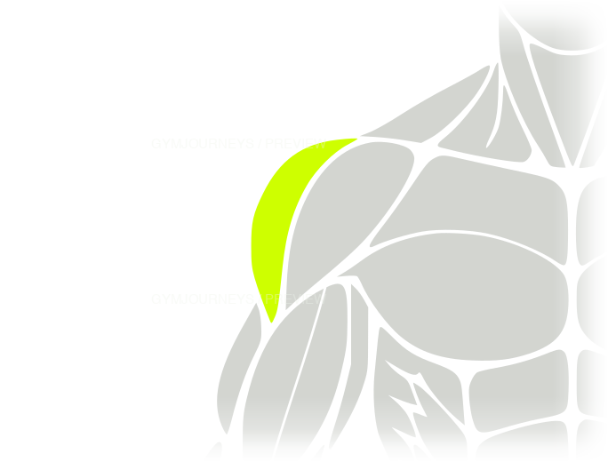Side delts body-context muscle icon