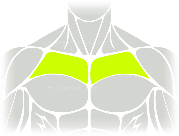 Upper chest body-context muscle icon