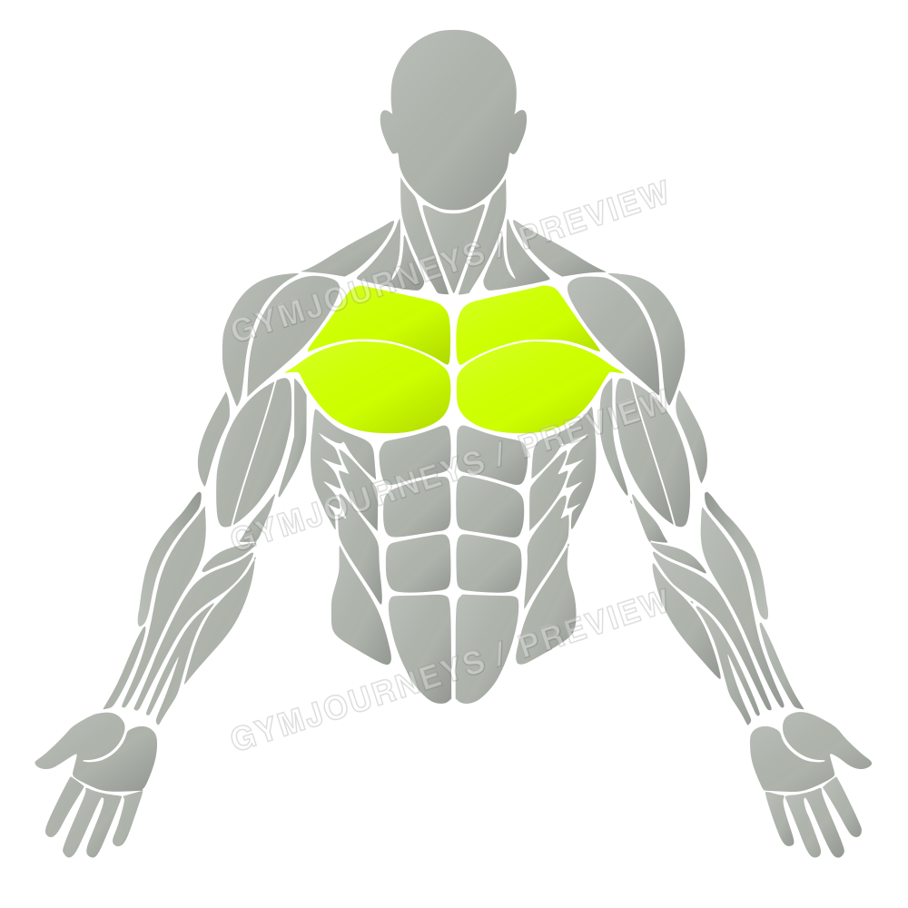 Chest muscle group highlighted